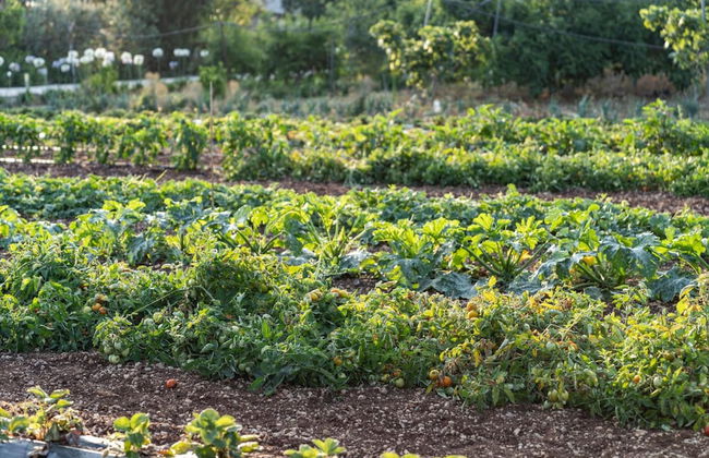 Panacea Residence - Foto 20