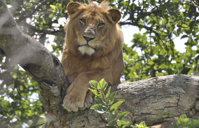 Safari de 2 días por el Parque Nacional del Lago Mburo - Foto 6