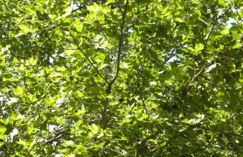 La Terrasse du Marché aux Fleurs - Foto 23