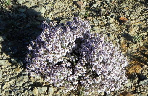 Mas de Muñoz - Foto 9