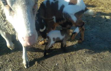 eco nature, gite à la ferme - Foto 35