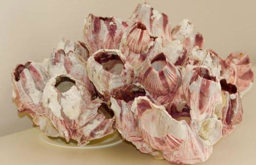 The White House Beach Villa - Foto 17