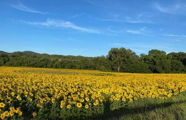 Apartment in Monteverdi Near Wine Tours - Foto 20