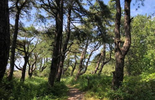 Maison Belle Dune L'Île aux Oiseaux 34 - Foto 14