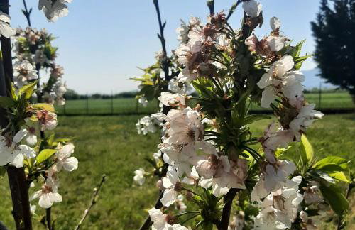 Αρχοντικό Παπανικολάου - Foto 59