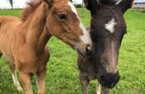 Rhubarb Cottage - Foto 29