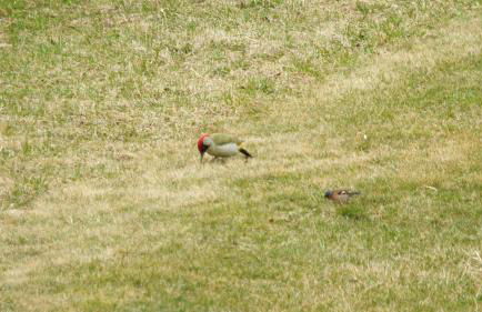 Mini Maule - Foto 35