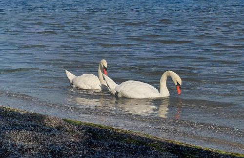 Thalantheia House - Photo 33