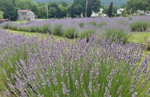 Riverview Suite at La Soledad - Foto 30