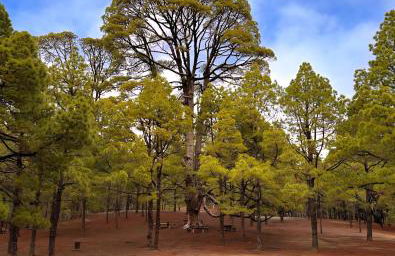 Casa Poesía de El Hierro - Poetry House of El Hierro, situated in the center of El Pinar - Foto 55