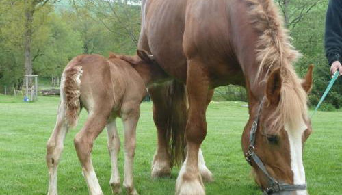 Ferienhof Riekeshof - Foto 4