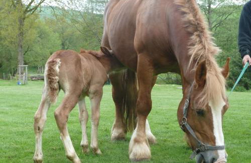 Ferienhof Riekeshof - Foto 4