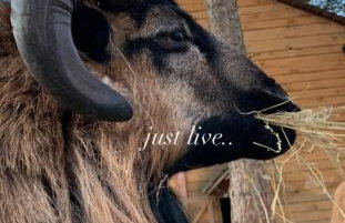 Zacisze Jurajskie - Foto 47