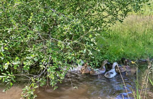 Rapid City Cabin with Hiking and ATV Trail Access - Foto 30