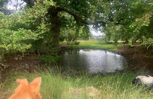 Stunning 2 Lodge Cottage retreat - Foto 33