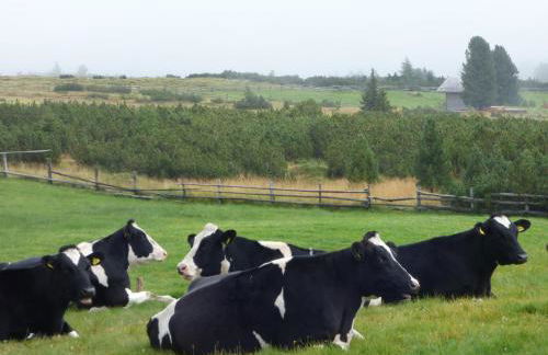 Schweiggerhof -Agriturismo- Farm Holidays - Foto 30