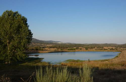 Almojanda 3 olive tree - Foto 71