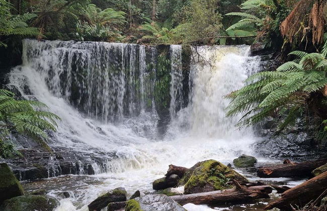 Excursion au Parc National de Mont-Field - Photo 1