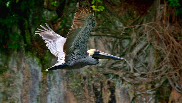 A pelican in the Los Haitises rainforest