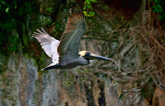 Senderismo y paseo en barco por el Parque Nacional Los Haitises - Foto 3