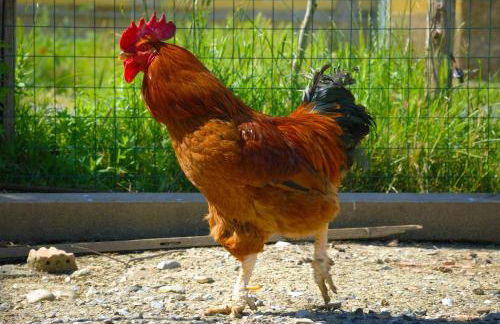 Agriturismo Il Canterino - Foto 42