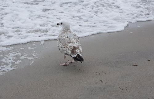 Küstenliebe 8 - Foto 32