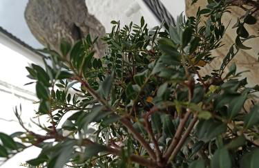 Alvarado Loft Rural - Foto 12