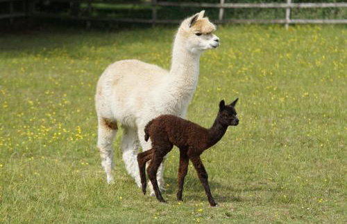 Stunning 16th Century Farmhouse in Suffolk - Foto 38