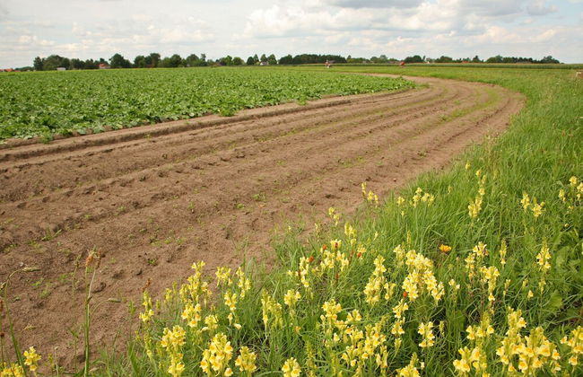 Spacious Farmhouse near Forest in Stramproy - Foto 38