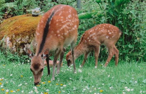 Corralea Cottages - Foto 9