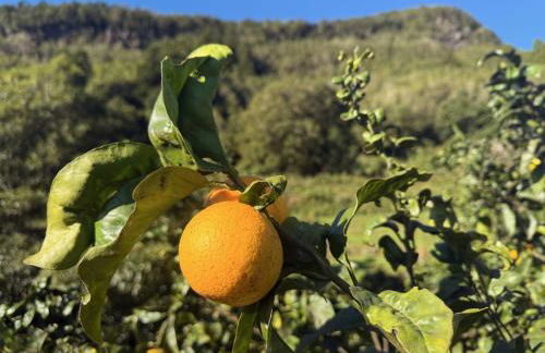 Casa das Duas Ribeiras - Photo 15