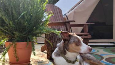 Forest Retreat: Immerse Yourself in Nature with this Chic Bell Tent in Loris, SC - Foto 3