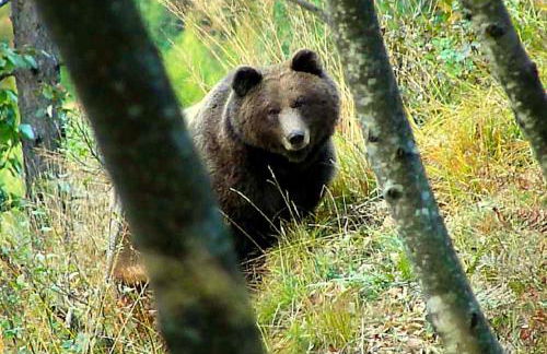 Baita Valon - Alpine Hideaway - Foto 27