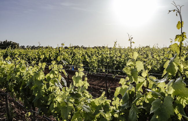 Finca Gomera, Luxury Country House - Foto 75