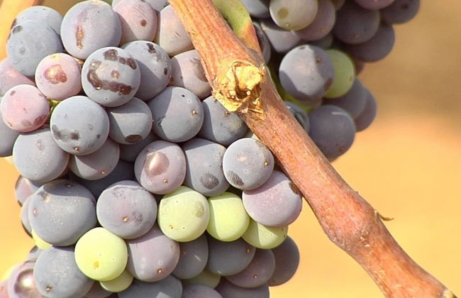 Casa Rural Villa Liquidambar - Foto 32