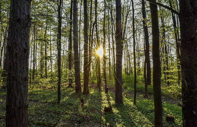 Cozy Holiday Home in Oignies-en-Thiérache near Forest - Foto 34