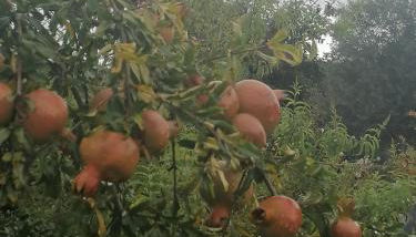 LÍRIOS DA GRANJA - CASA DE CAMPO - Foto 3, Garden view