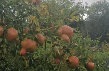 LÍRIOS DA GRANJA - CASA DE CAMPO - Foto 3