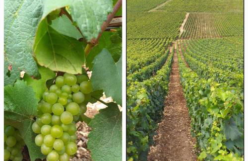 Appartement Indépendant Chagny - Foto 43