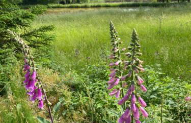 Appartment am Königsberg, Lössau - Foto 16