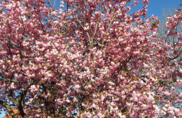 Das Apfelhaus - Photo 6