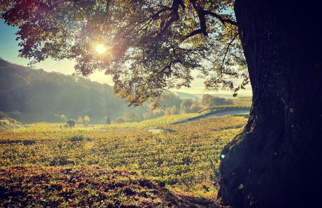 Holiday Apartment Monet in Oberrotweil - Foto 33