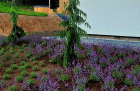 Siedlisko Przy Lesie Alpaka 3 - Foto 57