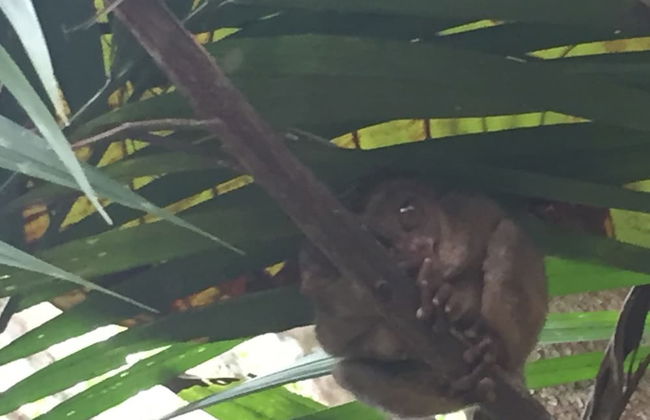 Palms Cove Resort - Photo 59