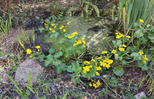 Crossways Cottage & hot tub - Symonds Yat - Foto 30