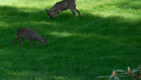 Appartement im Gutshaus - Foto 3