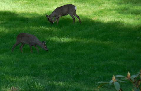 Appartement im Gutshaus - Foto 3
