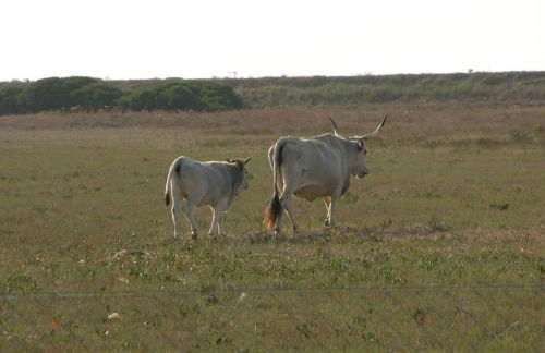 Mulino a vento - Foto 49