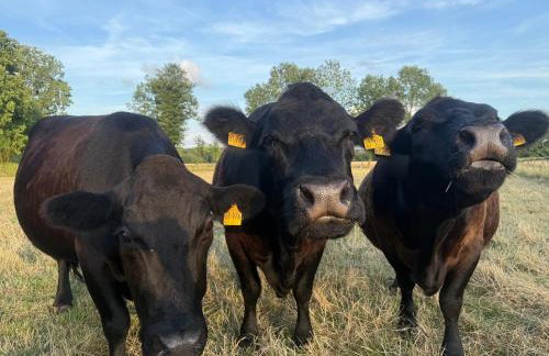 Hof König - Foto 17