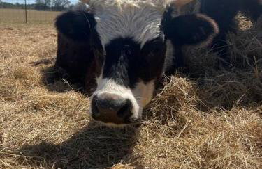 Texoma Getaway - Tiny House on a Pharm - Foto 37